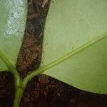 Garcinia epunctata Φύλλο