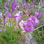 Polygala boissieri Květ