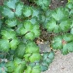 Aquilegia nigricans Leaf