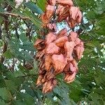 Koelreuteria paniculata Fruit