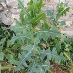 Lactuca serriola عادت داشتن