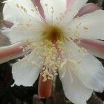 Peniocereus greggii Blüte