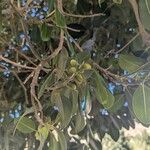 Ficus rubiginosa برگ