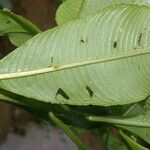 Ludwigia foliobracteolata List