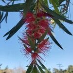 Melaleuca viminalis برگ