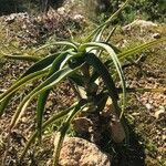 Aloe striatula ᱥᱟᱠᱟᱢ