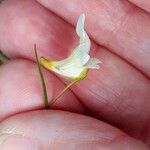 Pinguicula alpina Flower