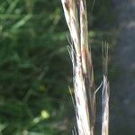 Helictochloa pratensis Φρούτο