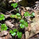 Coptis trifolia Hoja