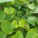 Ulmus glabra Blad