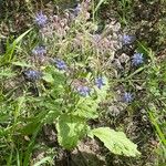 Borago officinalis Квітка