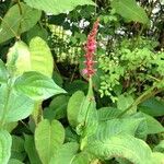 Persicaria amplexicaulis Leaf