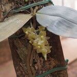 Rhipidoglossum paucifolium Flower