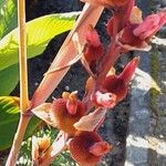 Canna × hybrida Ovoce