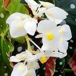 Begonia minor Cvet