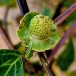 Datura metel Frucht