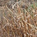 Typha domingensis Kvet