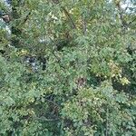 Rhamnus cathartica موطن