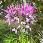 Cleome spinosa Flower