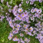 Aster amellusFleur