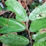 Duboscia macrocarpa Hoja