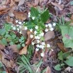 Ageratina jucunda Kvet