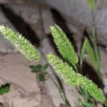 Rostraria cristata Fruit