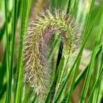 Cenchrus alopecuroides Blatt