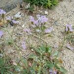 Limonium binervosum Fleur
