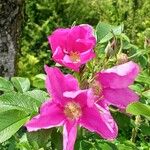 Rosa rugosa Квітка