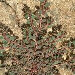 Chamaesyce prostrata Blatt