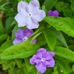 Brunfelsia australis Кветка