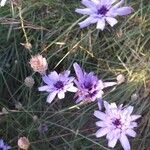 Catananche caerulea Blomst