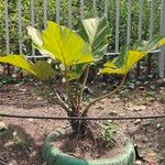 Philodendron giganteum Leaf