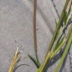 Epilobium palustre Fruit