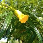 Cascabela thevetia Fleur