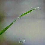 Zostera marina Folha