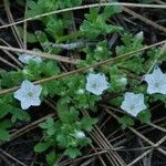 Nemophila spatulata Cvet