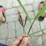 Dichanthium annulatum Leaf