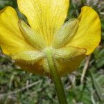 Ranunculus montanus Цвят
