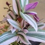 Tradescantia fluminensisBlatt