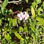 Plocama calabrica Flower