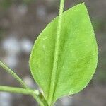 Moehringia trinervia Leaf