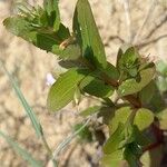 Lindernia dubia 果実