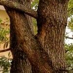 Quercus pubescens Écorce