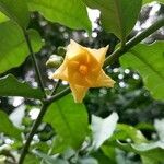 Tabernaemontana donnell-smithii Flower
