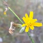 Chondrilla juncea Flower