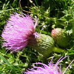 Cirsium acaulon फूल