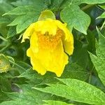 Paeonia ludlowii Цветок