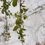 Combretum longicollum Hoja